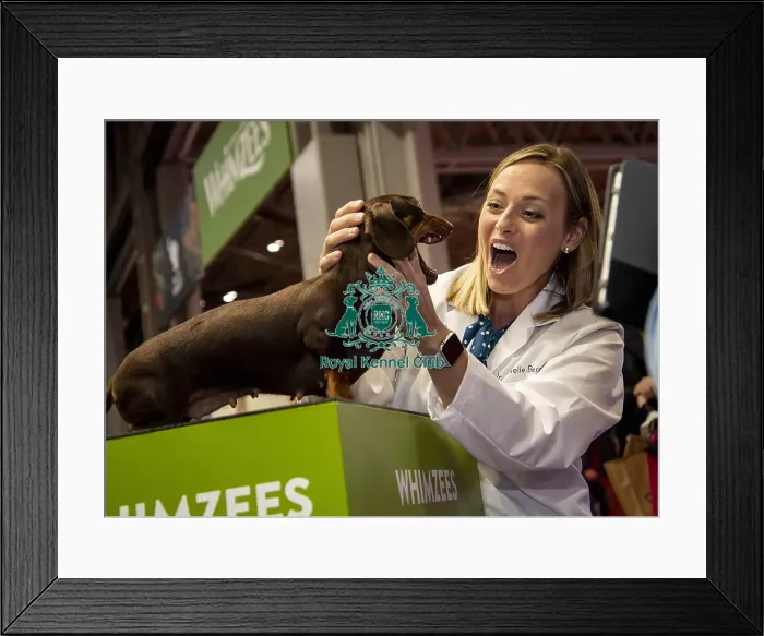 Framed Print : Crufts 2019 - Day One, NEC, UK - 7 Mar 2019 Framed Print : Crufts 2019 - Day One, NEC, UK - 7 Mar 2019