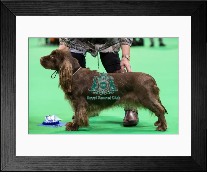 Framed Print : Crufts 2019 - Day One, NEC, UK - 7 Mar 2019 Framed Print : Crufts 2019 - Day One, NEC, UK - 7 Mar 2019