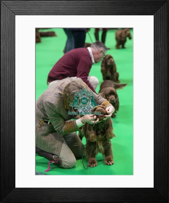 Framed Print : Crufts 2019 - Day One, NEC, UK - 7 Mar 2019 Framed Print : Crufts 2019 - Day One, NEC, UK - 7 Mar 2019