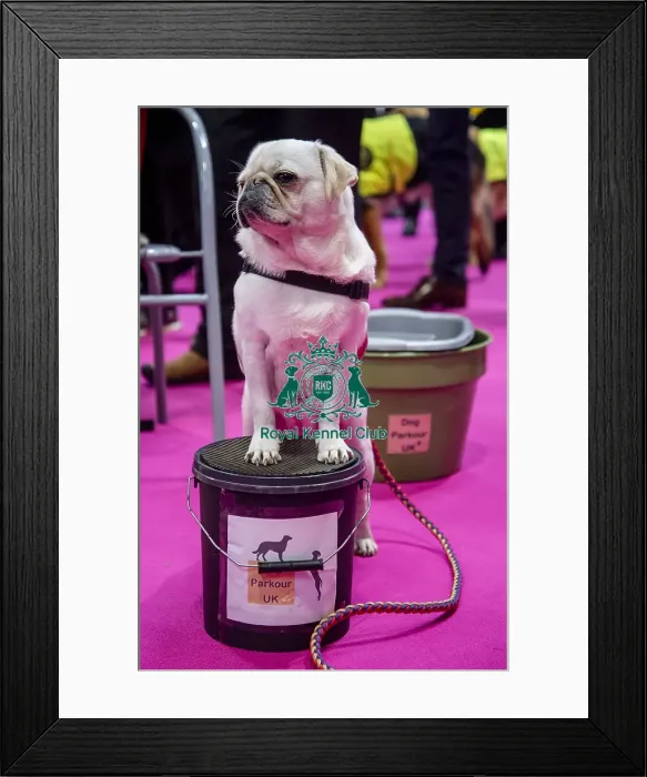Framed Print : Crufts 2019 - Day One, NEC, UK - 7 Mar 2019 Framed Print : Crufts 2019 - Day One, NEC, UK - 7 Mar 2019