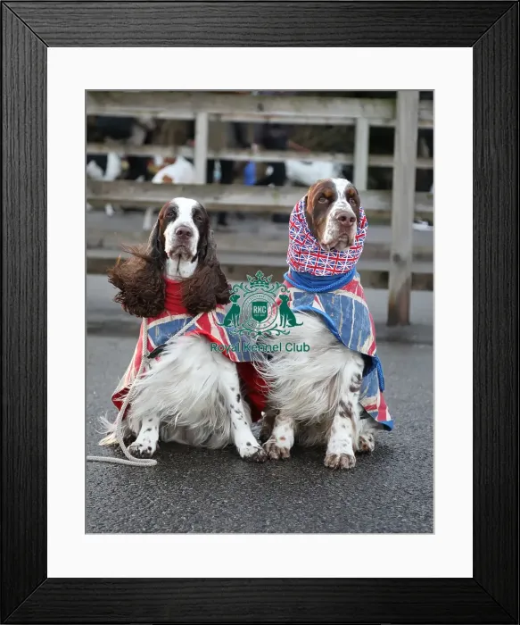 Framed Print : Crufts 2019 - Day One, NEC, UK - 7 Mar 2019 Framed Print : Crufts 2019 - Day One, NEC, UK - 7 Mar 2019