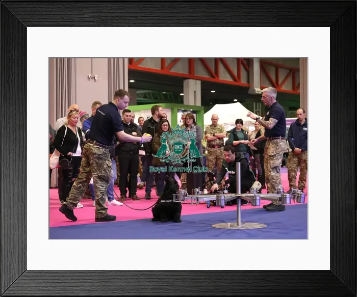 Framed Print : Crufts 2019 - Day One, NEC, UK - 7 Mar 2019 Framed Print : Crufts 2019 - Day One, NEC, UK - 7 Mar 2019