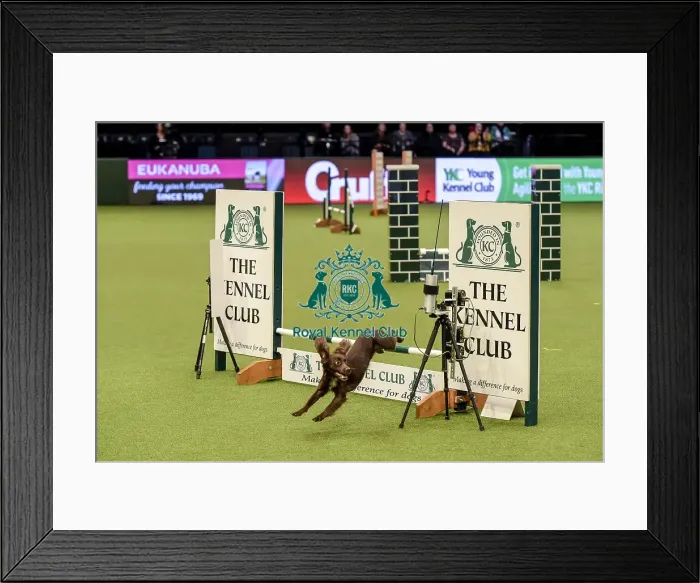 Framed Print : Crufts 2019 - Day Two, NEC, UK - 8 Mar 2019 Framed Print : Crufts 2019 - Day Two, NEC, UK - 8 Mar 2019