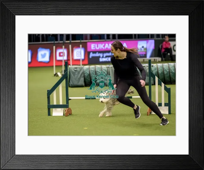 Framed Print : Crufts 2019 - Day Two, NEC, UK - 8 Mar 2019 Framed Print : Crufts 2019 - Day Two, NEC, UK - 8 Mar 2019