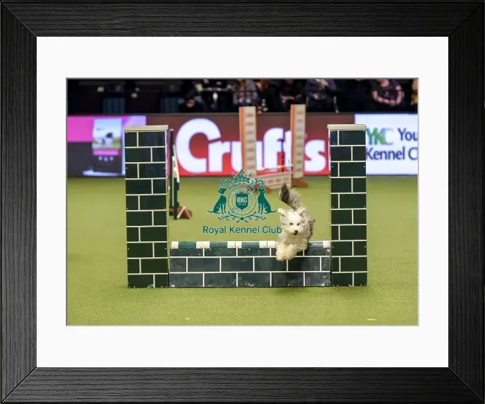 Framed Print : Crufts 2019 - Day Two, NEC, UK - 8 Mar 2019 Framed Print : Crufts 2019 - Day Two, NEC, UK - 8 Mar 2019