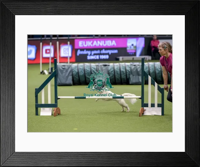 Framed Print : Crufts 2019 - Day Two, NEC, UK - 8 Mar 2019 Framed Print : Crufts 2019 - Day Two, NEC, UK - 8 Mar 2019