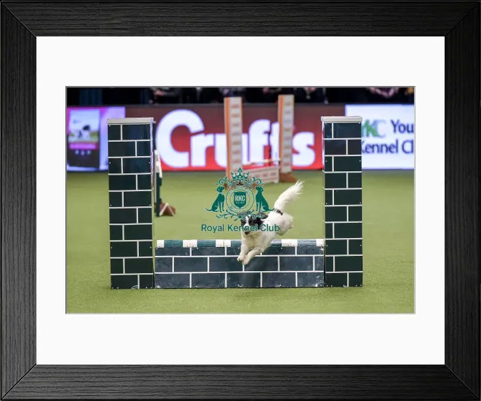 Framed Print : Crufts 2019 - Day Two, NEC, UK - 8 Mar 2019 Framed Print : Crufts 2019 - Day Two, NEC, UK - 8 Mar 2019