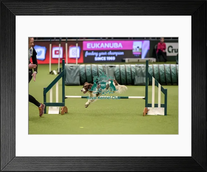 Framed Print : Crufts 2019 - Day Two, NEC, UK - 8 Mar 2019 Framed Print : Crufts 2019 - Day Two, NEC, UK - 8 Mar 2019
