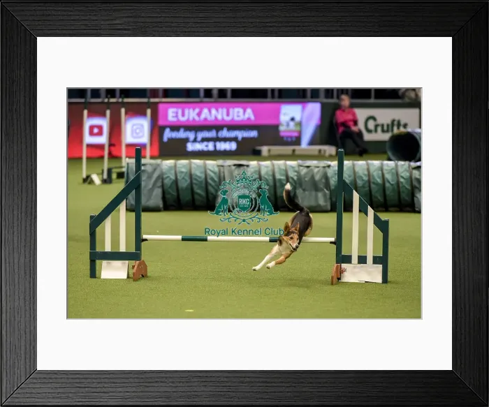 Framed Print : Crufts 2019 - Day Two, NEC, UK - 8 Mar 2019 Framed Print : Crufts 2019 - Day Two, NEC, UK - 8 Mar 2019