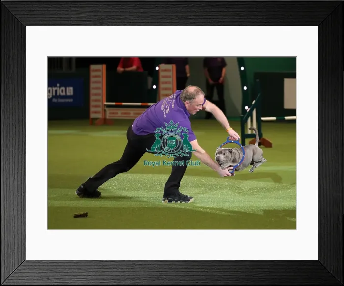 Framed Print : Crufts 2019 - Day One, NEC, UK - 7 Mar 2019 Framed Print : Crufts 2019 - Day One, NEC, UK - 7 Mar 2019