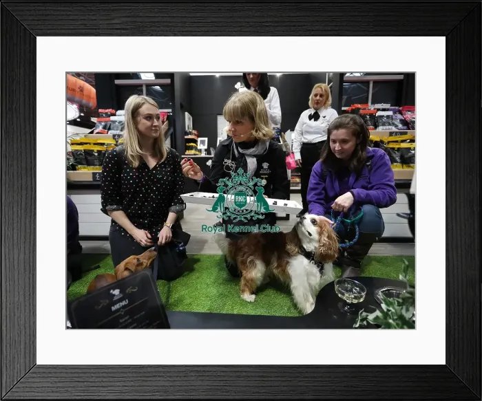 Framed Print : Crufts 2019 - Day One, NEC, UK - 7 Mar 2019 Framed Print : Crufts 2019 - Day One, NEC, UK - 7 Mar 2019