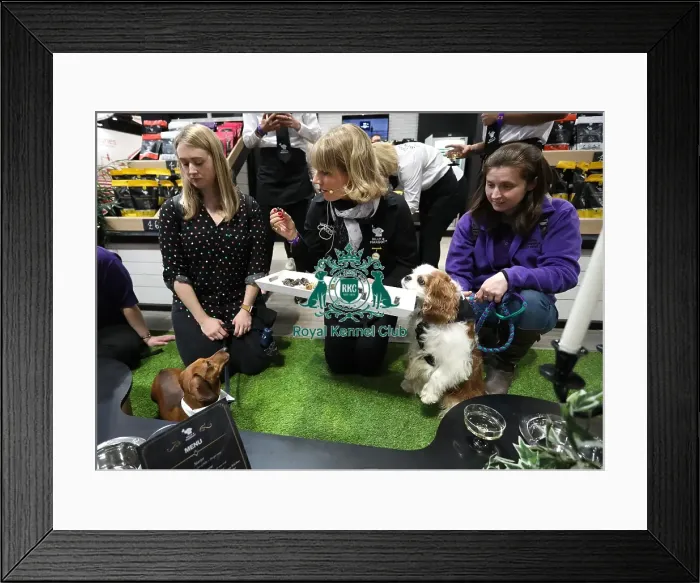 Framed Print : Crufts 2019 - Day One, NEC, UK - 7 Mar 2019 Framed Print : Crufts 2019 - Day One, NEC, UK - 7 Mar 2019