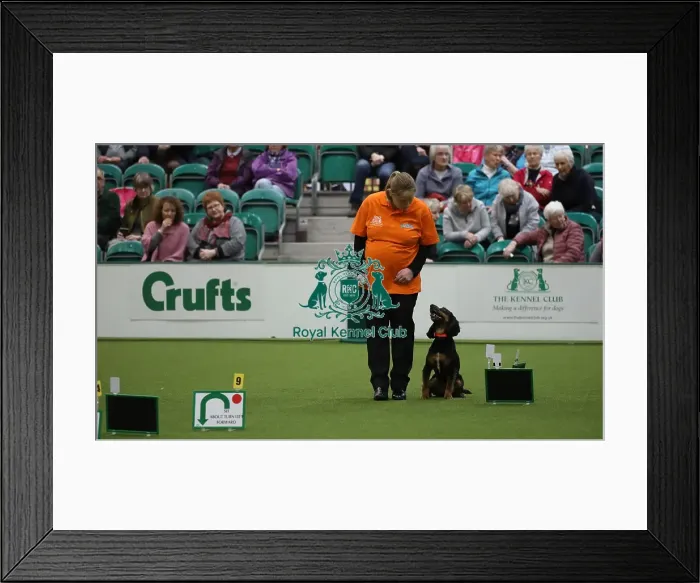 Framed Print : Crufts 2019 - Day One, NEC, UK - 7 Mar 2019 Framed Print : Crufts 2019 - Day One, NEC, UK - 7 Mar 2019