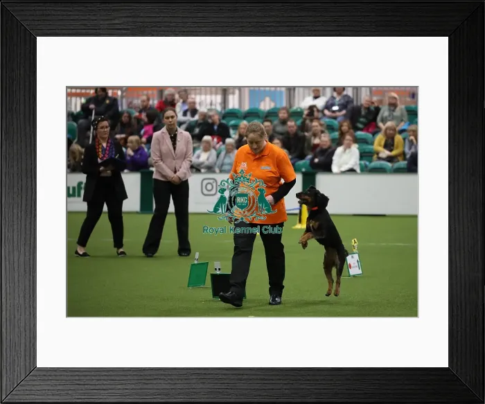 Framed Print : Crufts 2019 - Day One, NEC, UK - 7 Mar 2019 Framed Print : Crufts 2019 - Day One, NEC, UK - 7 Mar 2019