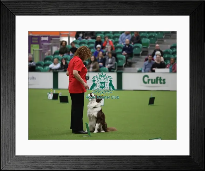 Framed Print : Crufts 2019 - Day One, NEC, UK - 7 Mar 2019 Framed Print : Crufts 2019 - Day One, NEC, UK - 7 Mar 2019