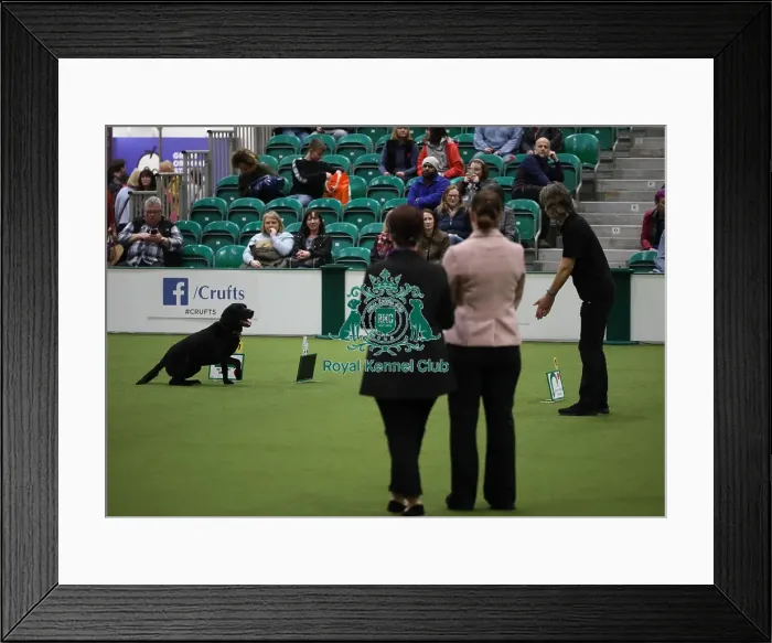 Framed Print : Crufts 2019 - Day One, NEC, UK - 7 Mar 2019 Framed Print : Crufts 2019 - Day One, NEC, UK - 7 Mar 2019