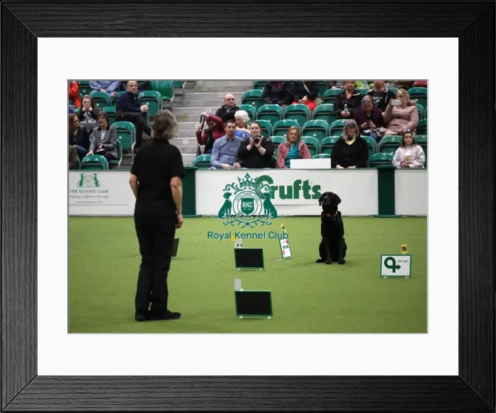 Framed Print : Crufts 2019 - Day One, NEC, UK - 7 Mar 2019 Framed Print : Crufts 2019 - Day One, NEC, UK - 7 Mar 2019