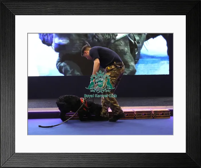 Framed Print : Crufts 2019 - Day One, NEC, UK - 7 Mar 2019 Framed Print : Crufts 2019 - Day One, NEC, UK - 7 Mar 2019