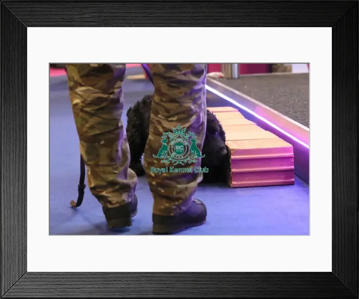 Framed Print : Crufts 2019 - Day One, NEC, UK - 7 Mar 2019 Framed Print : Crufts 2019 - Day One, NEC, UK - 7 Mar 2019