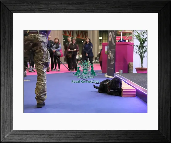 Framed Print : Crufts 2019 - Day One, NEC, UK - 7 Mar 2019 Framed Print : Crufts 2019 - Day One, NEC, UK - 7 Mar 2019