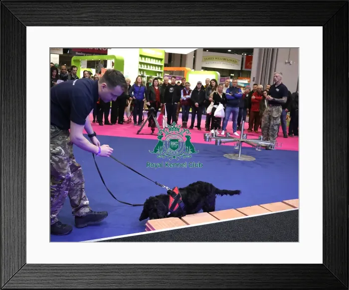 Framed Print : Crufts 2019 - Day One, NEC, UK - 7 Mar 2019 Framed Print : Crufts 2019 - Day One, NEC, UK - 7 Mar 2019