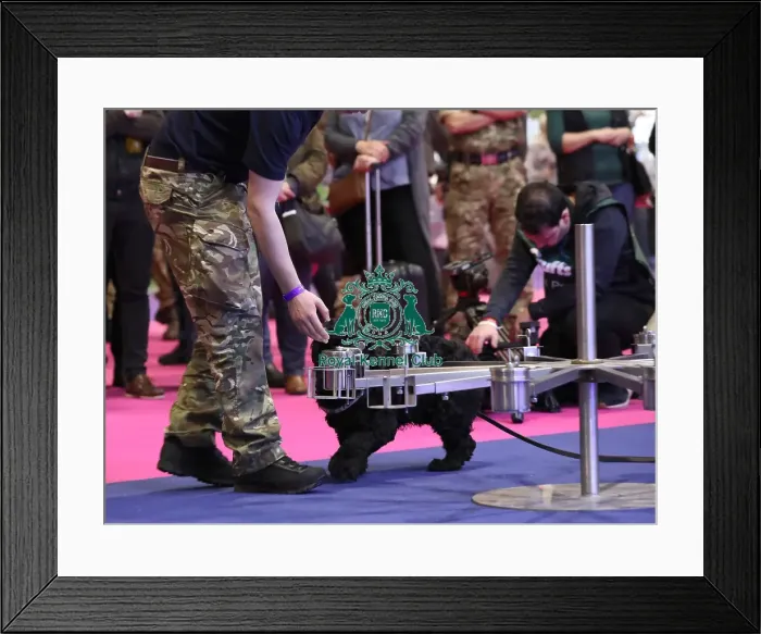 Framed Print : Crufts 2019 - Day One, NEC, UK - 7 Mar 2019 Framed Print : Crufts 2019 - Day One, NEC, UK - 7 Mar 2019