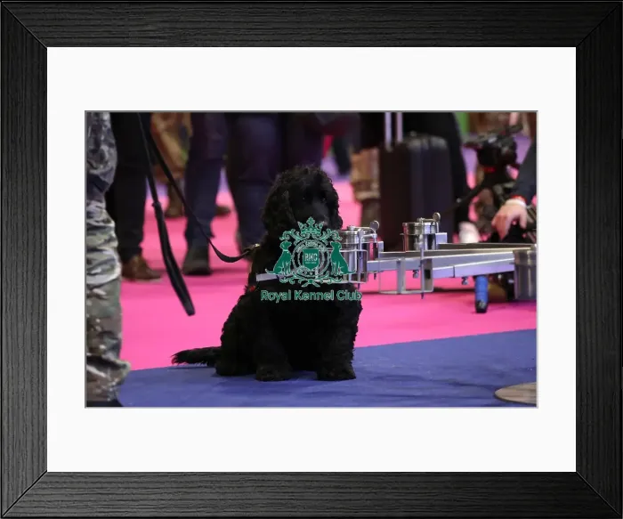 Framed Print : Crufts 2019 - Day One, NEC, UK - 7 Mar 2019 Framed Print : Crufts 2019 - Day One, NEC, UK - 7 Mar 2019
