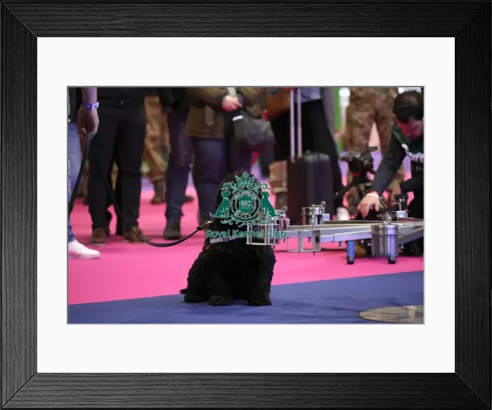 Framed Print : Crufts 2019 - Day One, NEC, UK - 7 Mar 2019 Framed Print : Crufts 2019 - Day One, NEC, UK - 7 Mar 2019