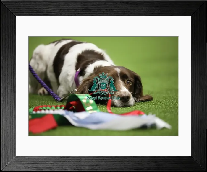 Framed Print : Crufts 2019 - Day One, NEC, UK - 7 Mar 2019 Framed Print : Crufts 2019 - Day One, NEC, UK - 7 Mar 2019