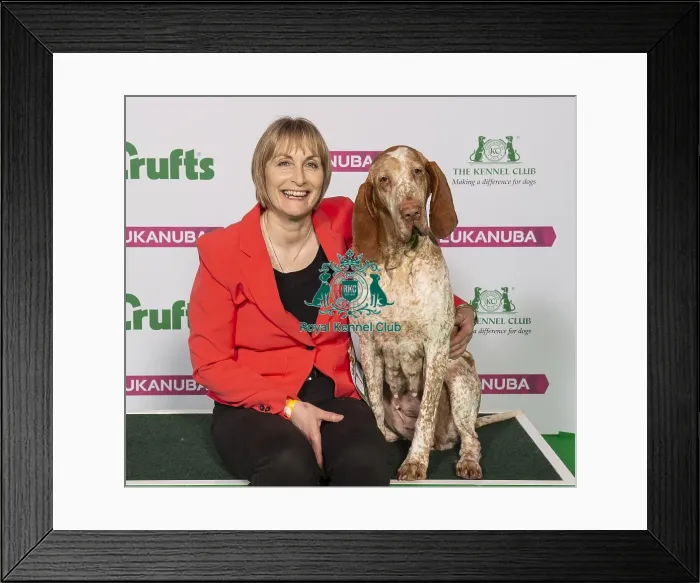 Framed Print : Crufts 2019 - Best of Breed / Gundog Framed Print : Crufts 2019 - Best of Breed / Gundog