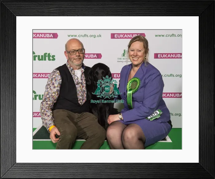 Framed Print : Crufts 2019 - Best of Breed / Gundog Framed Print : Crufts 2019 - Best of Breed / Gundog