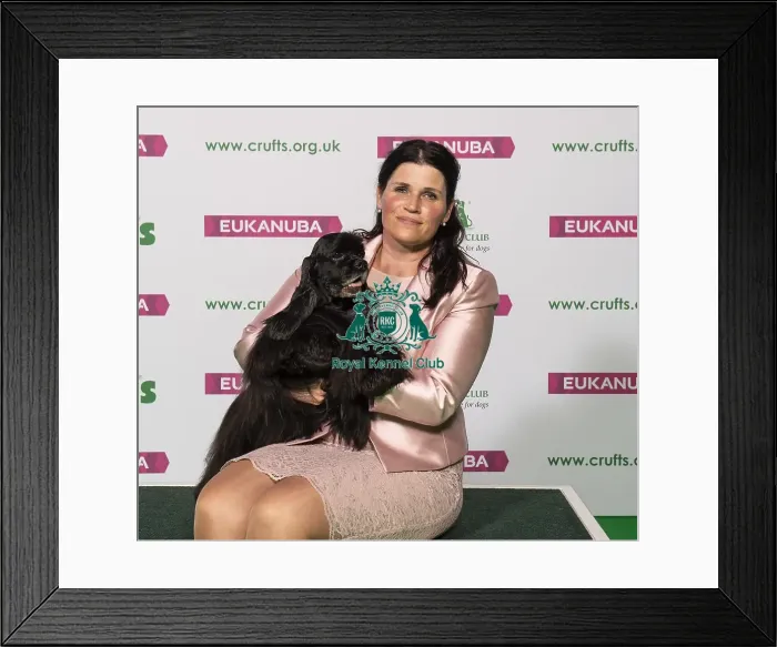 Framed Print : Crufts 2019 - Best of Breed / Gundog Framed Print : Crufts 2019 - Best of Breed / Gundog