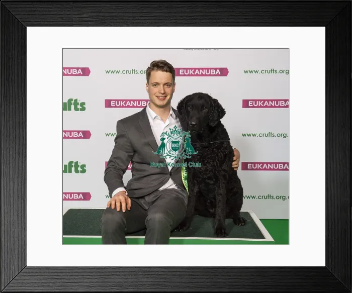 Framed Print : Crufts 2019 - Best of Breed / Gundog Framed Print : Crufts 2019 - Best of Breed / Gundog