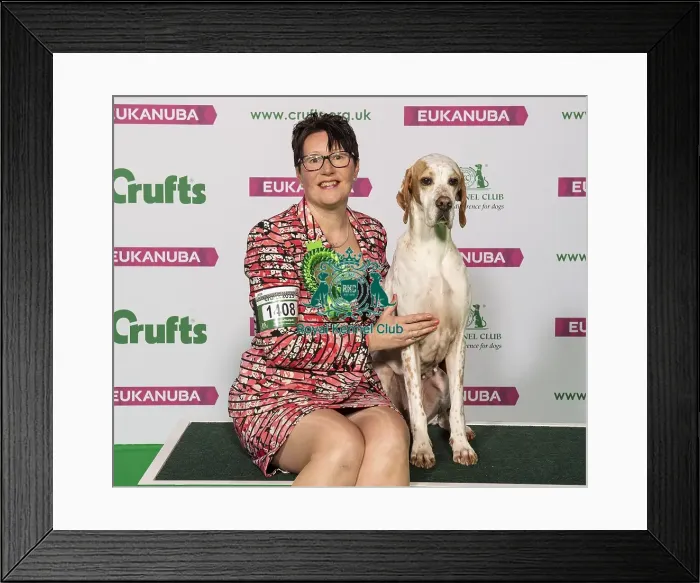 Framed Print : Crufts 2019 - Best of Breed / Gundog Framed Print : Crufts 2019 - Best of Breed / Gundog