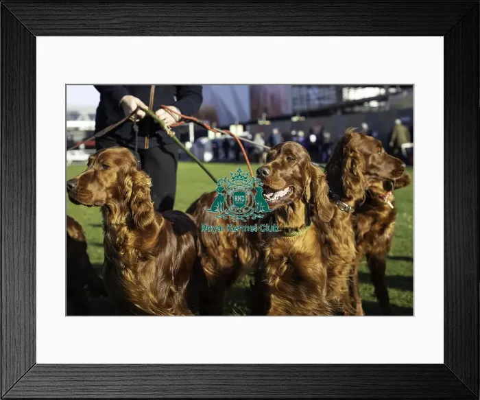 Framed Print : Crufts 2019 - Day One, NEC, UK - 7 Mar 2019