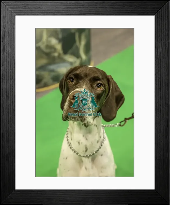Framed Print : Crufts 2019 - Day One, NEC, UK - 7 Mar 2019 Framed Print : Crufts 2019 - Day One, NEC, UK - 7 Mar 2019