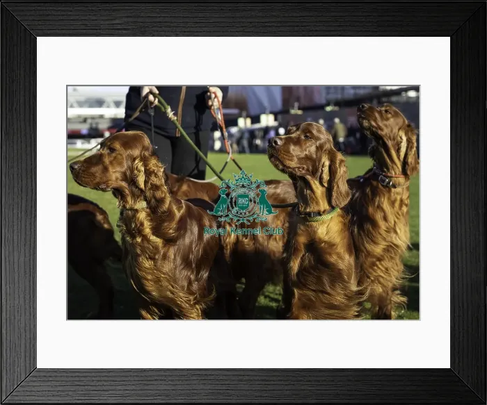Framed Print : Crufts 2019 - Day One, NEC, UK - 7 Mar 2019