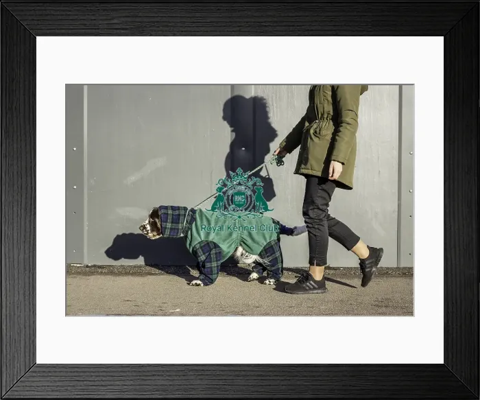 Framed Print : Crufts 2019 - Day One, NEC, UK - 7 Mar 2019 Framed Print : Crufts 2019 - Day One, NEC, UK - 7 Mar 2019
