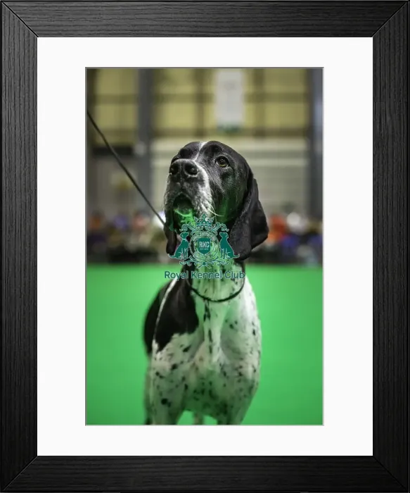 Framed Print : Crufts 2019 - Day One, NEC, UK - 7 Mar 2019 Framed Print : Crufts 2019 - Day One, NEC, UK - 7 Mar 2019