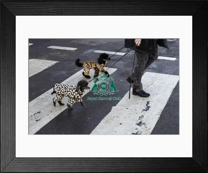 Framed Print : Crufts 2019 - Day One, NEC, UK - 7 Mar 2019 Framed Print : Crufts 2019 - Day One, NEC, UK - 7 Mar 2019