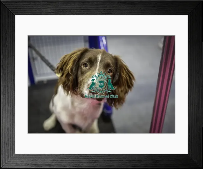 Framed Print : Crufts 2019 - Day One, NEC, UK - 7 Mar 2019 Framed Print : Crufts 2019 - Day One, NEC, UK - 7 Mar 2019