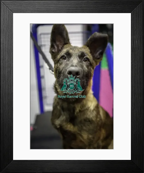 Framed Print : Crufts 2019 - Day One, NEC, UK - 7 Mar 2019