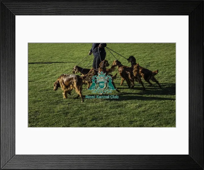 Framed Print : Crufts 2019 - Day One, NEC, UK - 7 Mar 2019