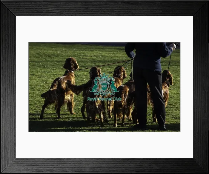 Framed Print : Crufts 2019 - Day One, NEC, UK - 7 Mar 2019