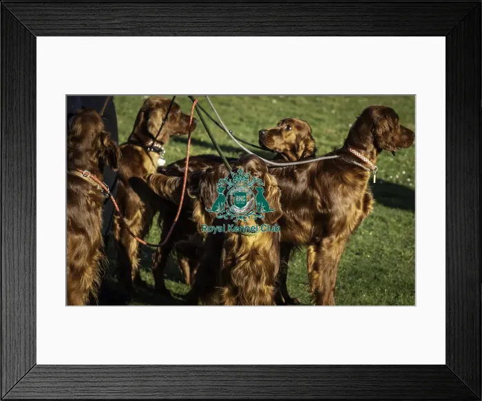 Framed Print : Crufts 2019 - Day One, NEC, UK - 7 Mar 2019 Framed Print : Crufts 2019 - Day One, NEC, UK - 7 Mar 2019