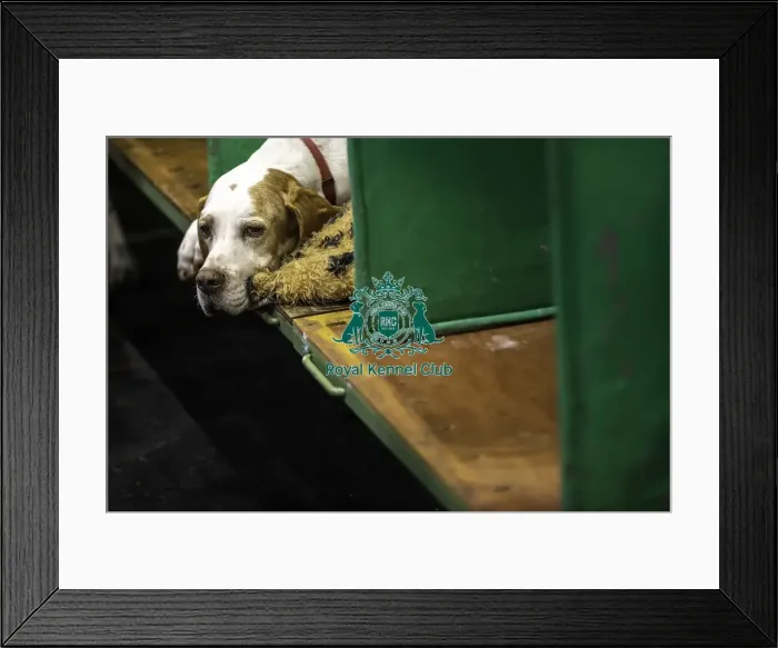 Framed Print : Crufts 2019 - Day One, NEC, UK - 7 Mar 2019 Framed Print : Crufts 2019 - Day One, NEC, UK - 7 Mar 2019