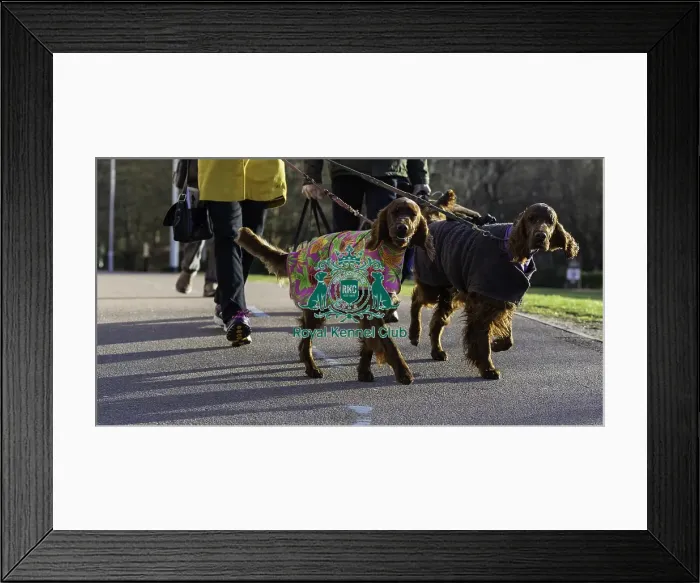 Framed Print : Crufts 2019 - Day One, NEC, UK - 7 Mar 2019