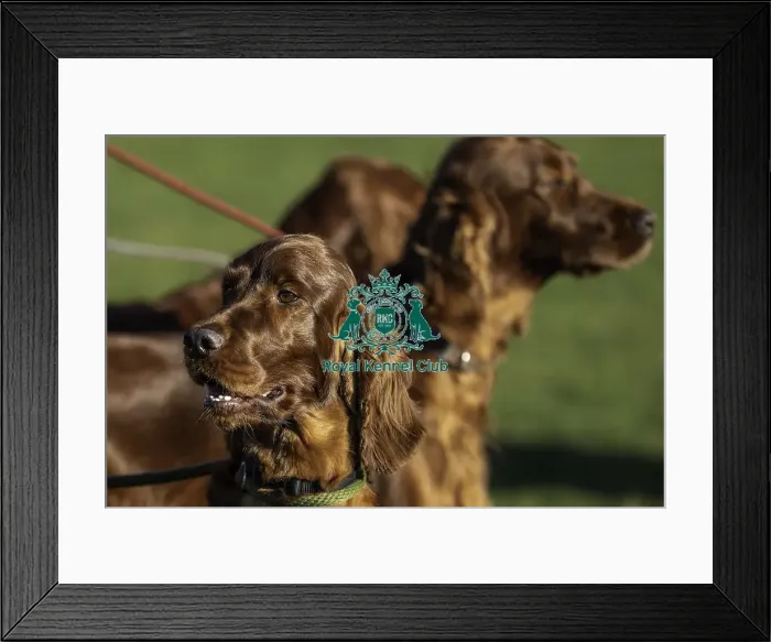 Framed Print : Crufts 2019 - Day One, NEC, UK - 7 Mar 2019