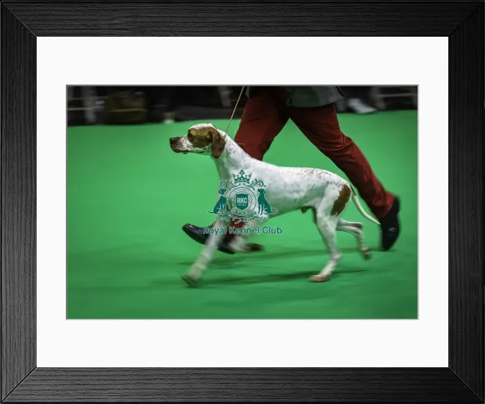 Framed Print : Crufts 2019 - Day One, NEC, UK - 7 Mar 2019 Framed Print : Crufts 2019 - Day One, NEC, UK - 7 Mar 2019