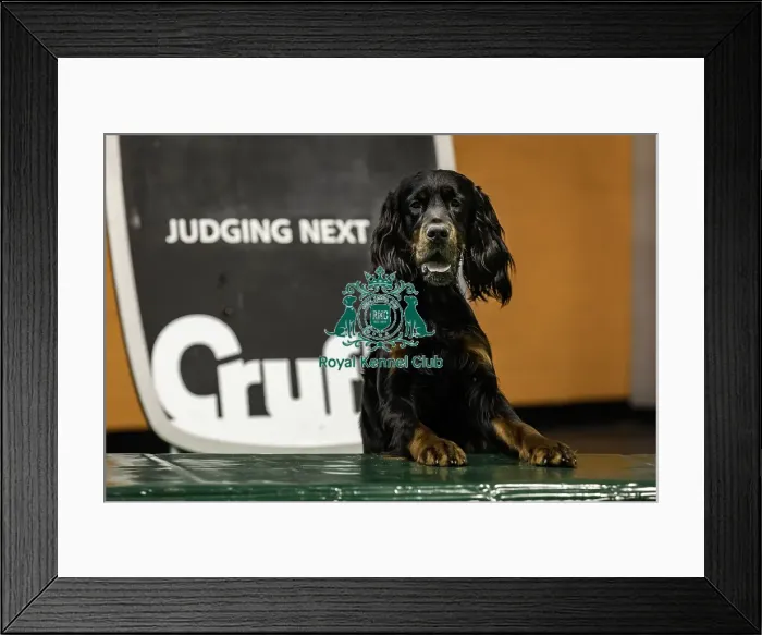 Framed Print : Crufts 2019 - Day One, NEC, UK - 7 Mar 2019 Framed Print : Crufts 2019 - Day One, NEC, UK - 7 Mar 2019